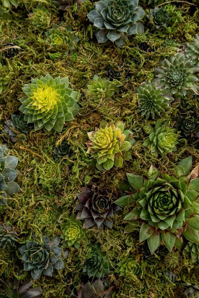 Succulents and moss